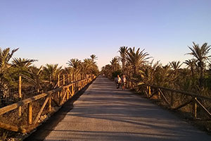 pinada de Guardamar del Segura